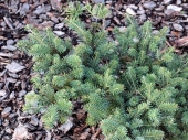 Abies koreana 'Blauer Pfiff' 